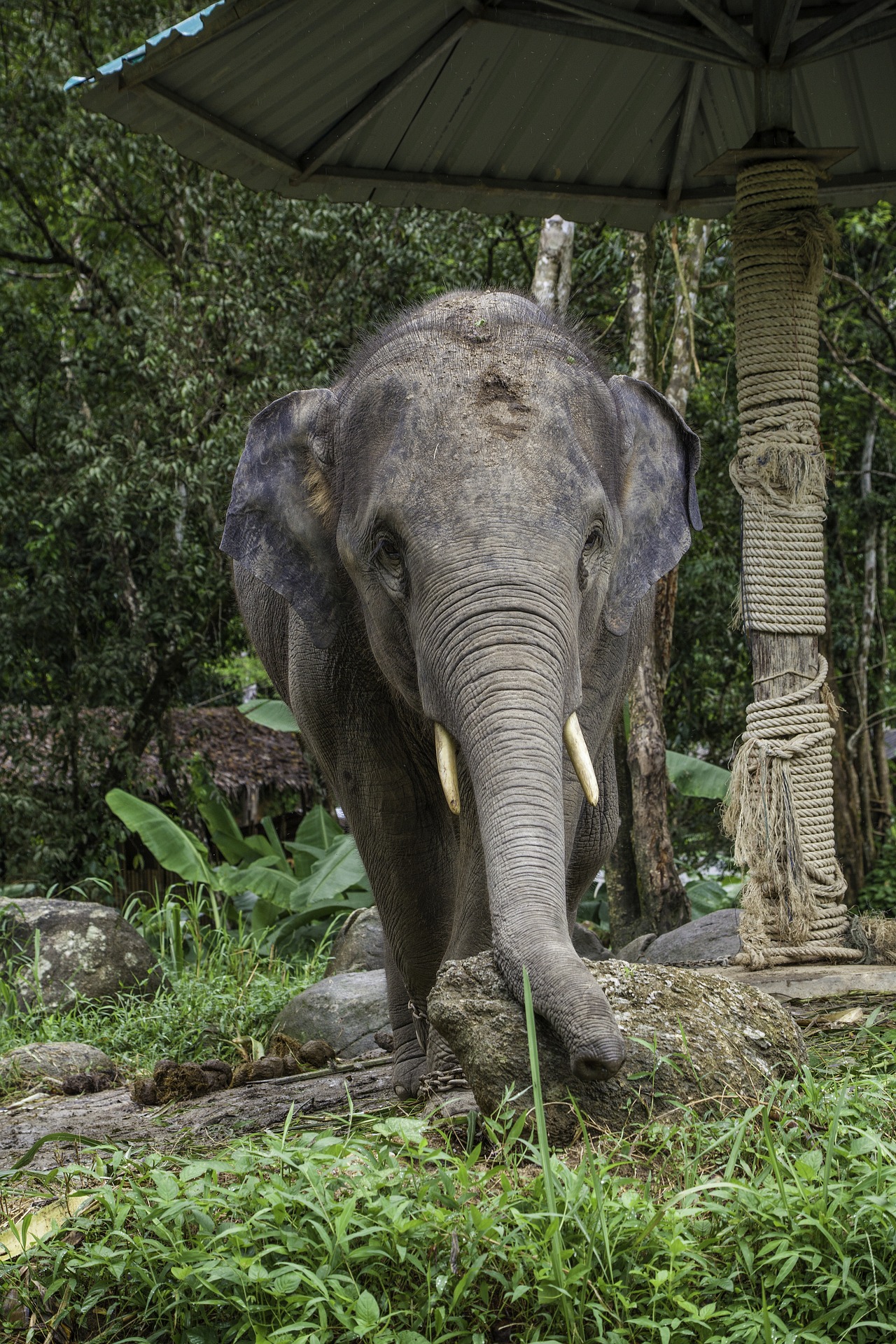 thailand elefant chiang mai