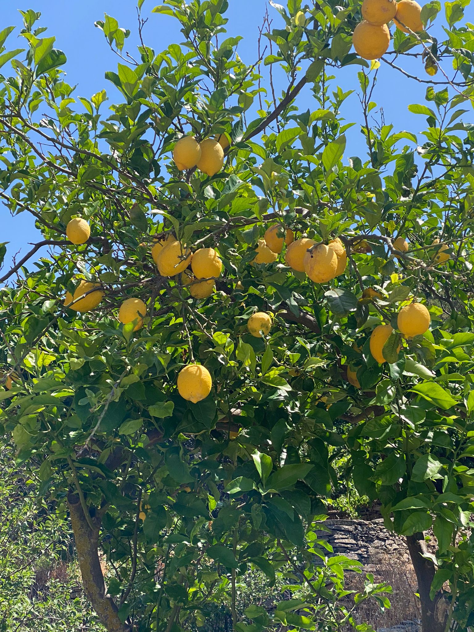 Zitronenbaum Naxos Kykladen Griechenland