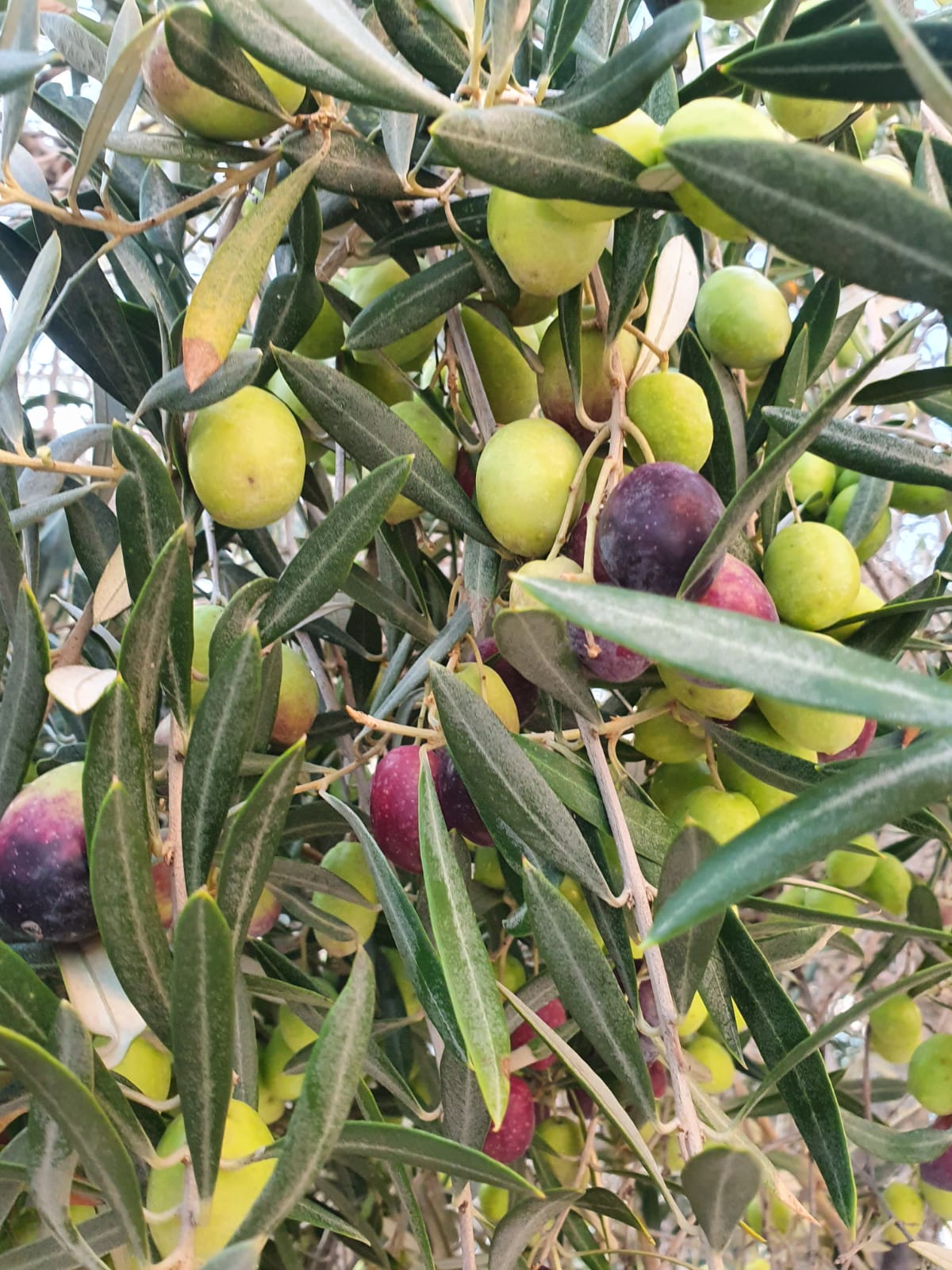 Olivenbaum mit reifen und unreifen Oliven Zypern