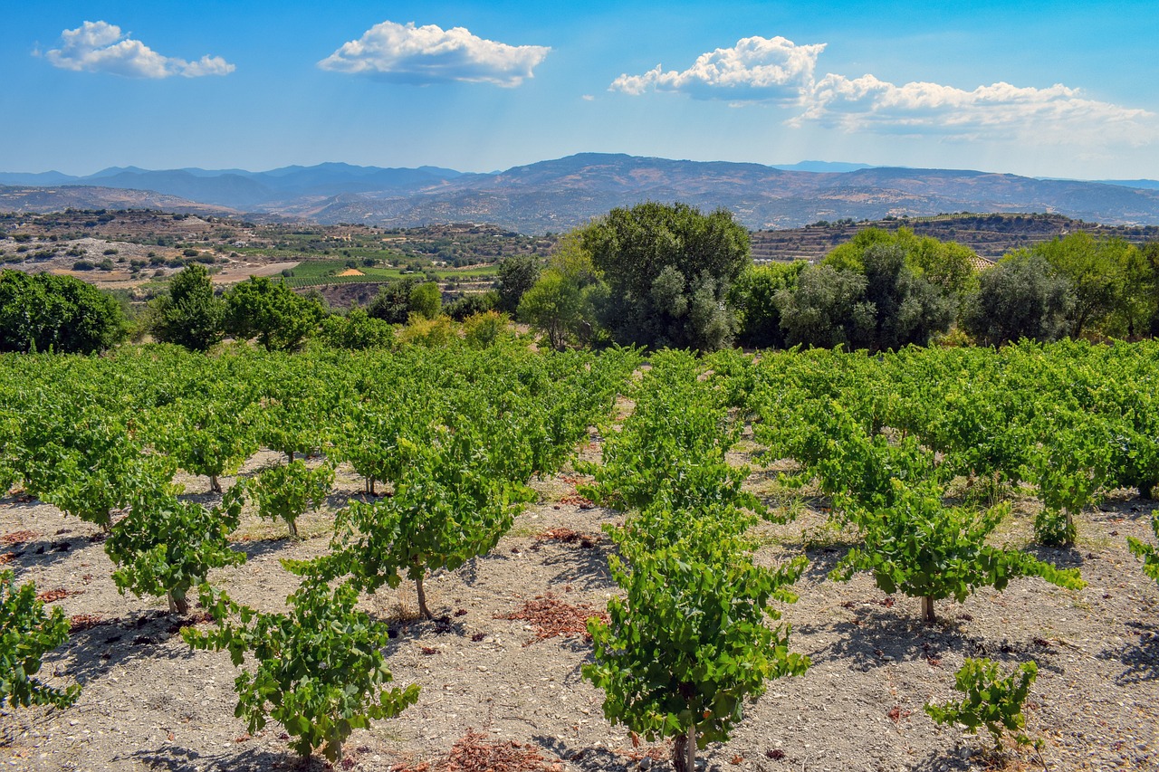 Weinstöcke im Gebirge auf Zypern